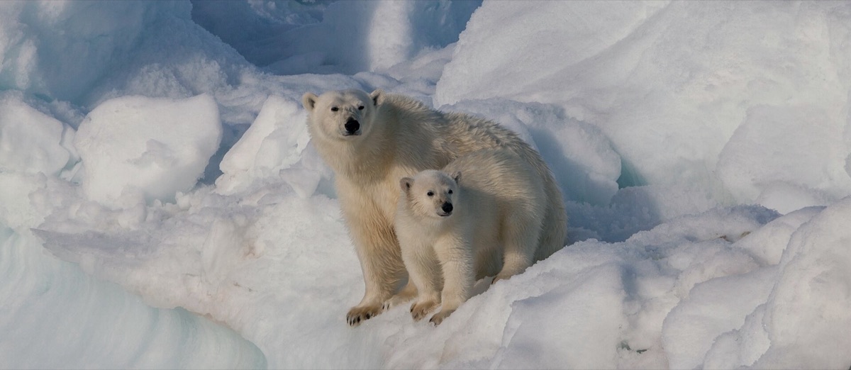Polar bear mother with her cub on the sea ice in Svalbard